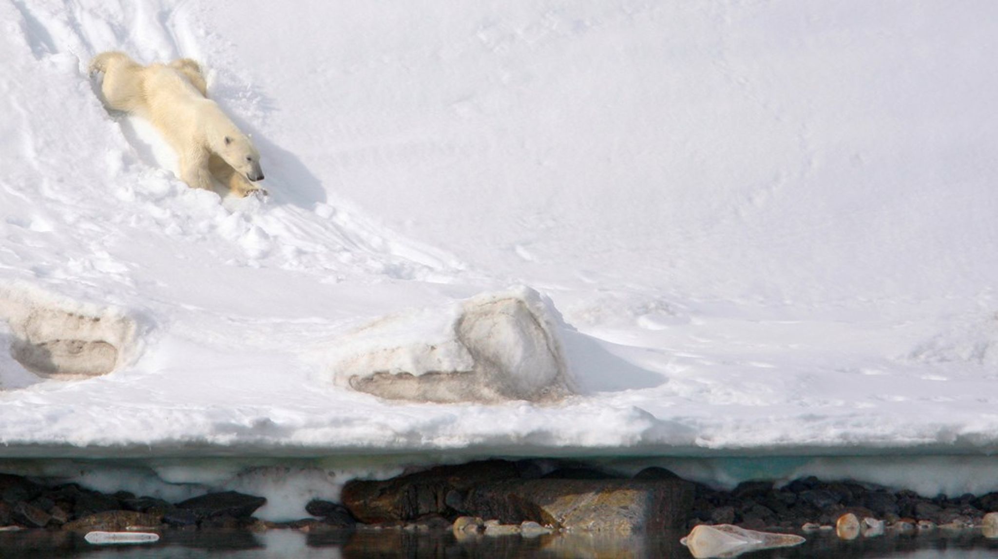 Departementet har forståelse for at turister ønsker å se isbjørn når de reiser til Svalbard og at dette er noe reiselivet tjener penger på, men det er departementets klare oppfatning at hensynet til isbjørn og å unngå forstyrrelse og habituering er viktigere, står det i det nye lovforslaget regjeringen nå legger frem for Stortinget. 
