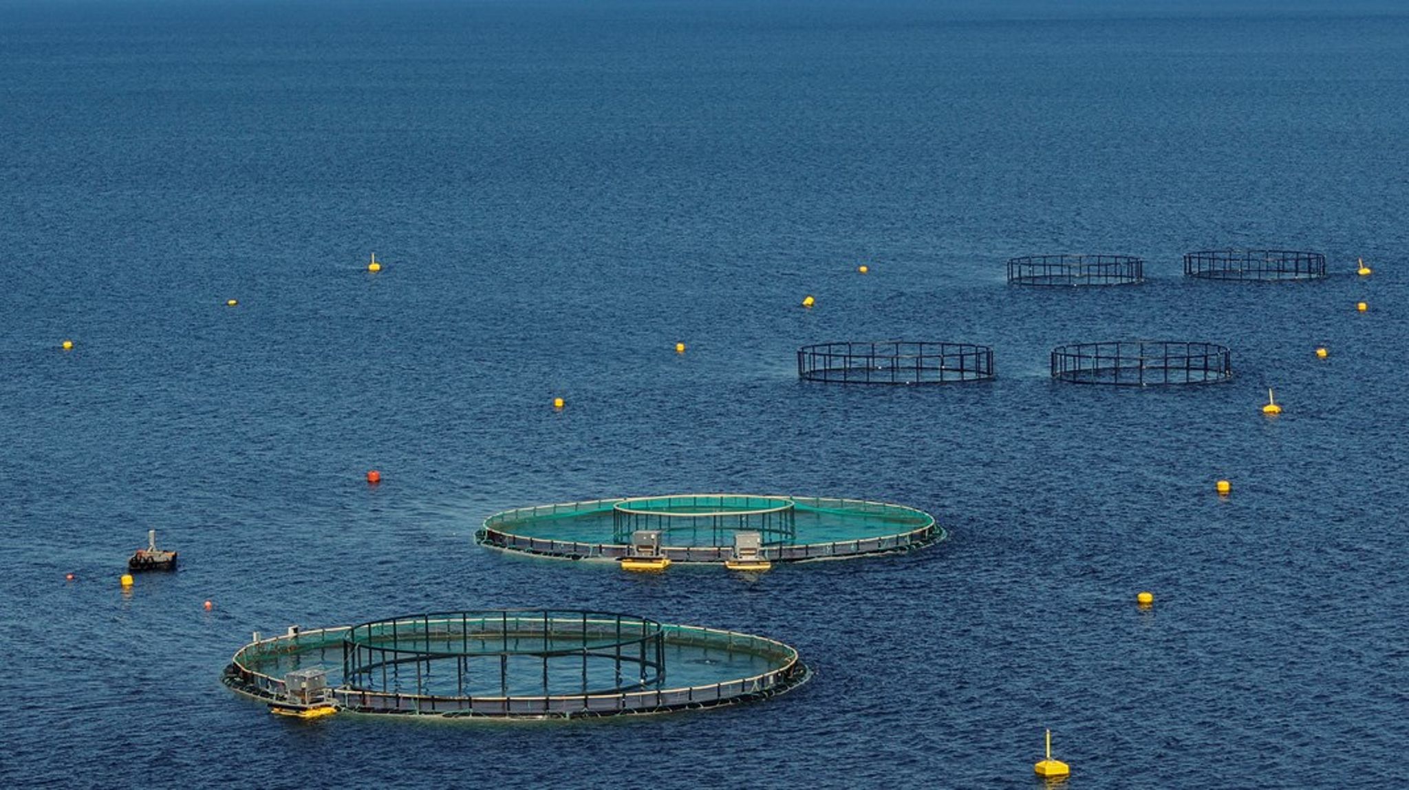 <div>Det er rundt 849 millioner oppdrettslaks i merder langs norskekysten, mens det til sammenligning anslås å være 530 000 villaks i alle norske elver, skriver Johan Flyvbjerg.</div>