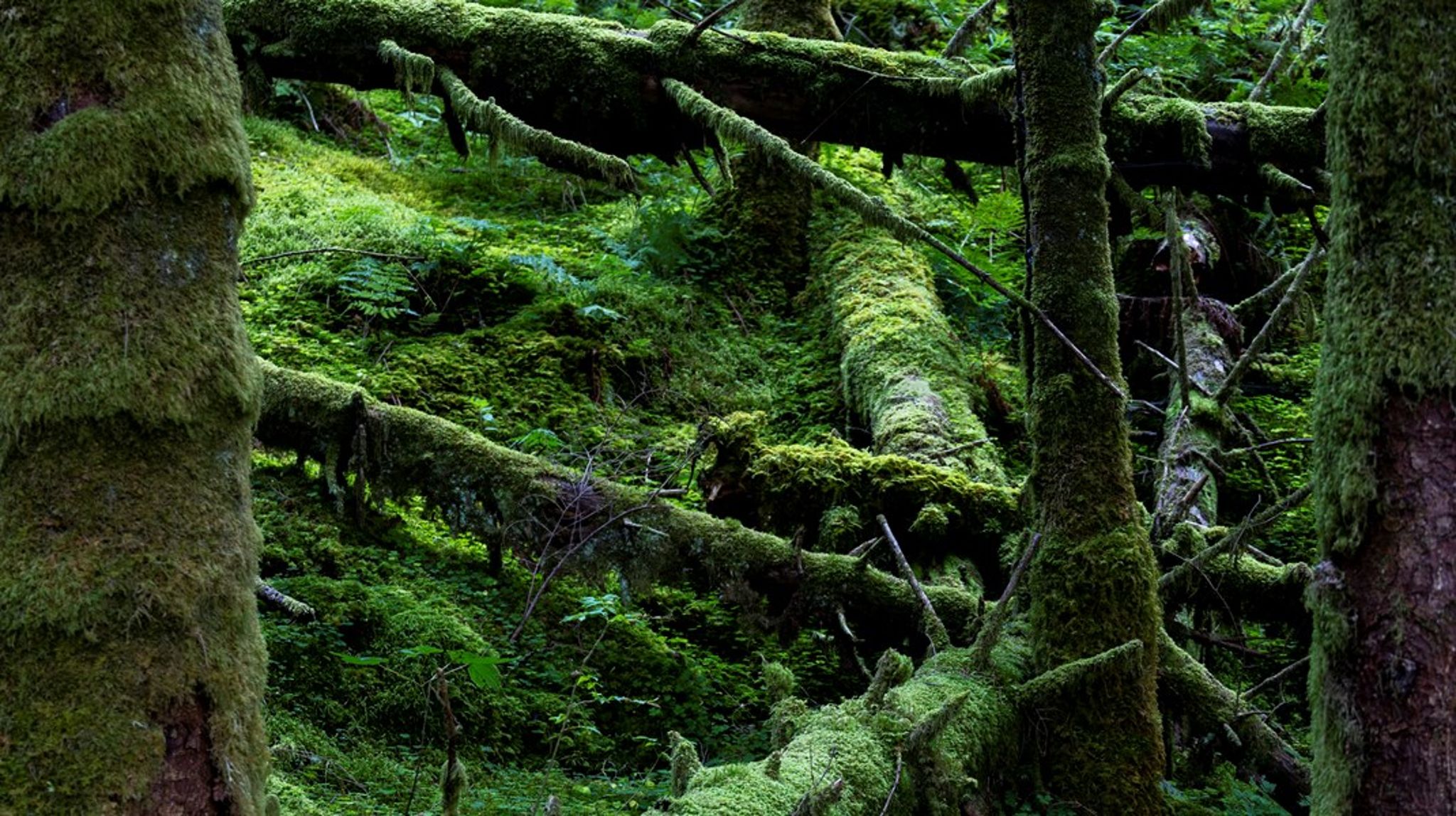 «Skogen er ikke bare et landskap vi beundrer på turer i naturen; den er den tar opp store mengder C02 og kan forsyne oss med fornybare produkter inn i evigheten. Skogen er derfor en essensiell del av vår kamp mot klimaendringene«, skriver Per Skorge i Norges Skogeierforbund. 