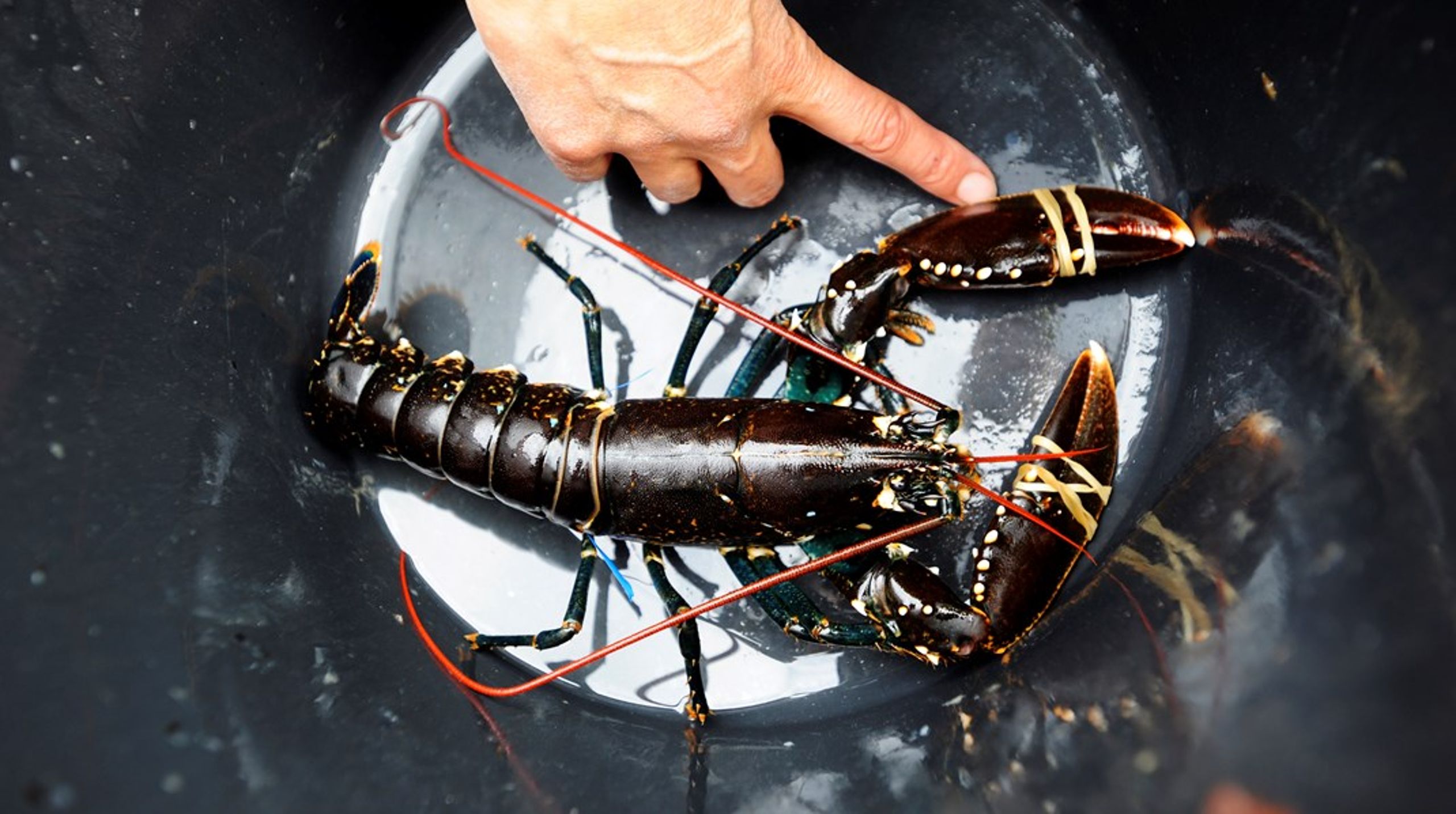 Framover vil NATO FORACS Norge anmelde fiskeaktivitet i militære forbudssoner, blant annet ulovlig hummerfiske som kan skade militær infrastruktur.