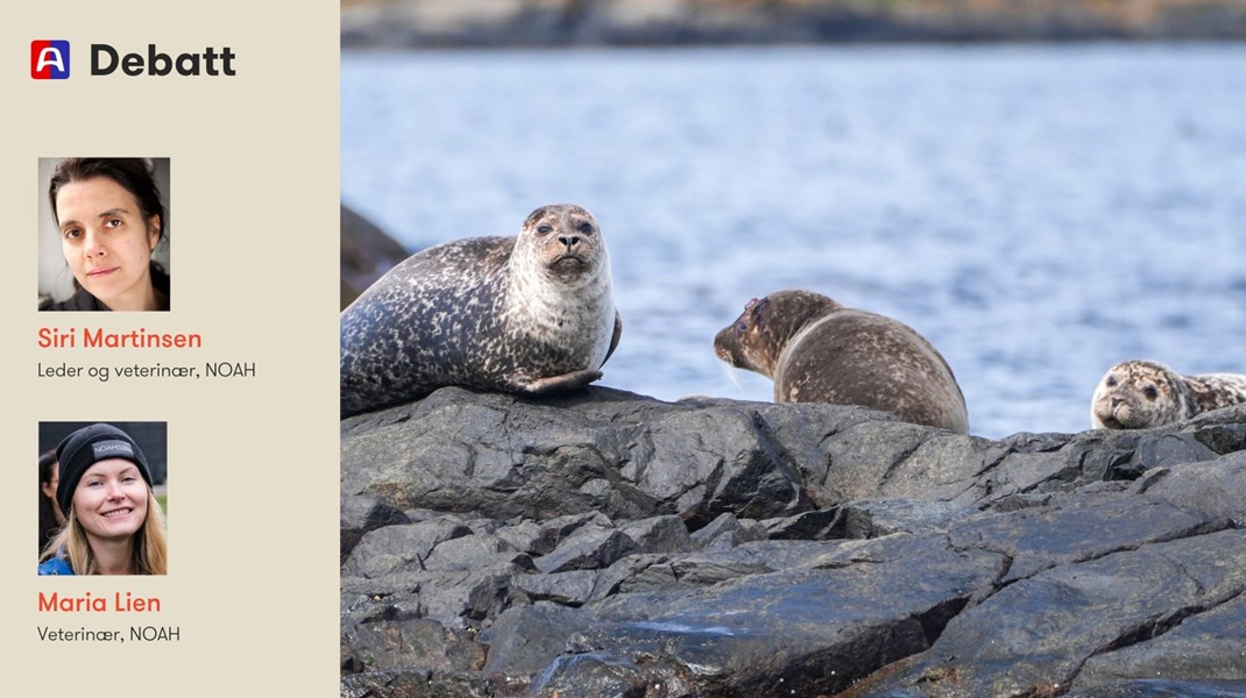 «Hvert år forsvarer Fiskeridepartementet fangst på seler med de samme, gamle flosklene om 'bærekraft'. Men selfangstens historie er det stikk motsatte av bærekraft», skriver innleggsforfatterne.&nbsp;