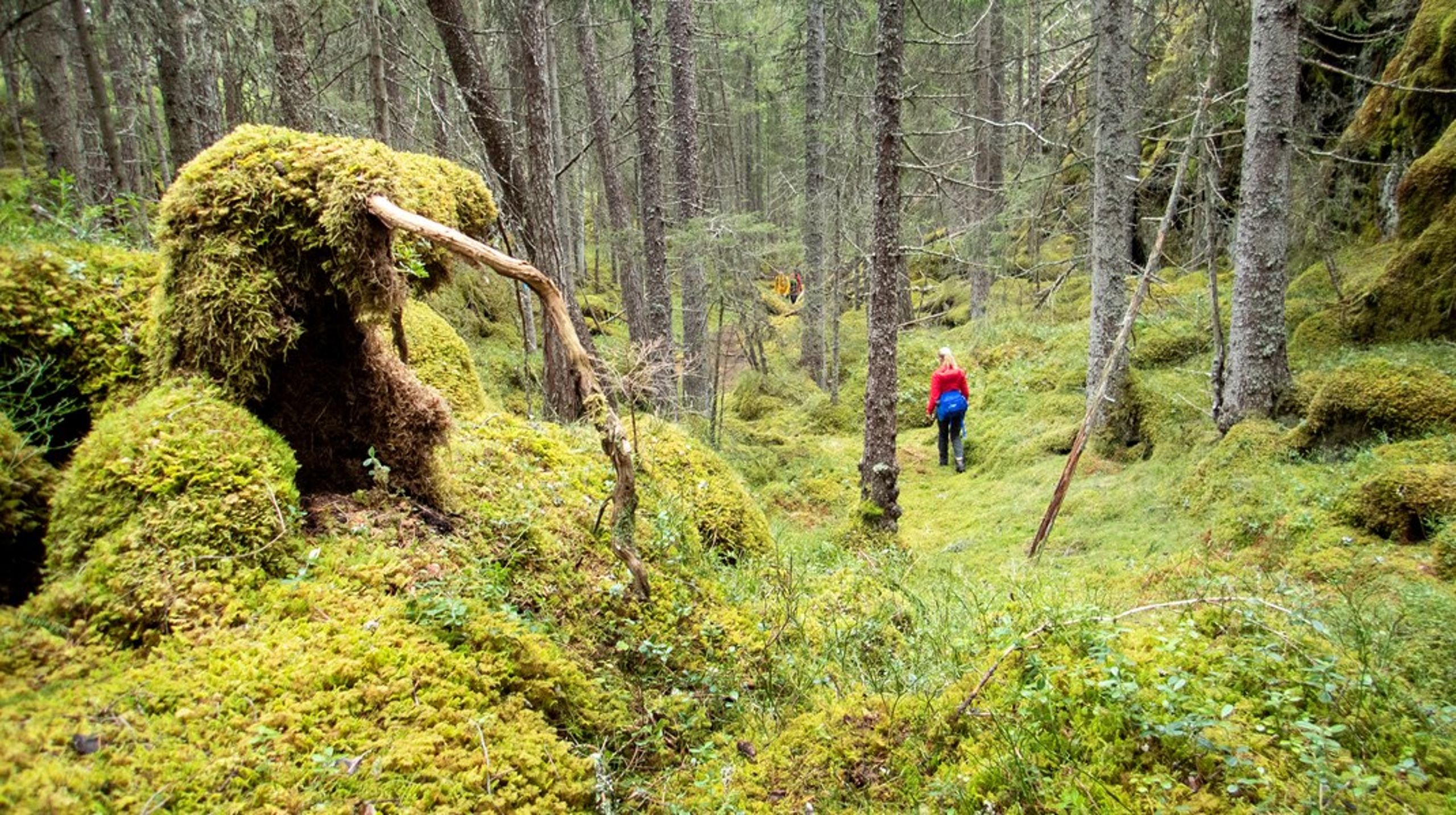 Stortinget har vedtatt at ti&nbsp;prosent av skogen i Norge skal vernes. Så langt er målet halvveis nådd: 5,2 prosent er vernet.