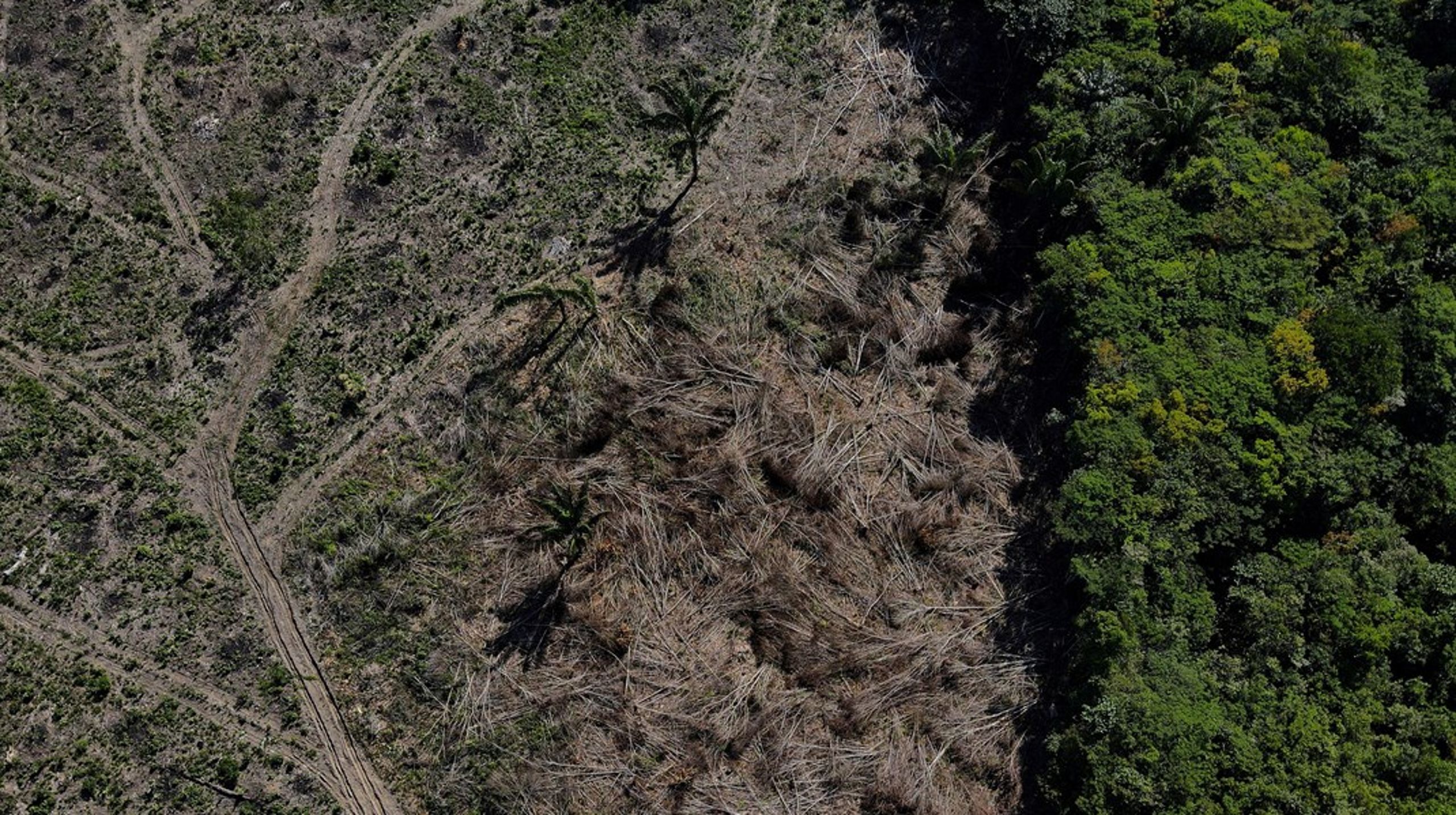 På bare 5 år har vi mistet 32 millioner hektar regnskog, noe som tilsvarer et område på størrelse med Polen. Dette flyfotoet viser avskoging i regnskogen Amazonas i delstaten Manaus i Brasil i&nbsp;august 2022.