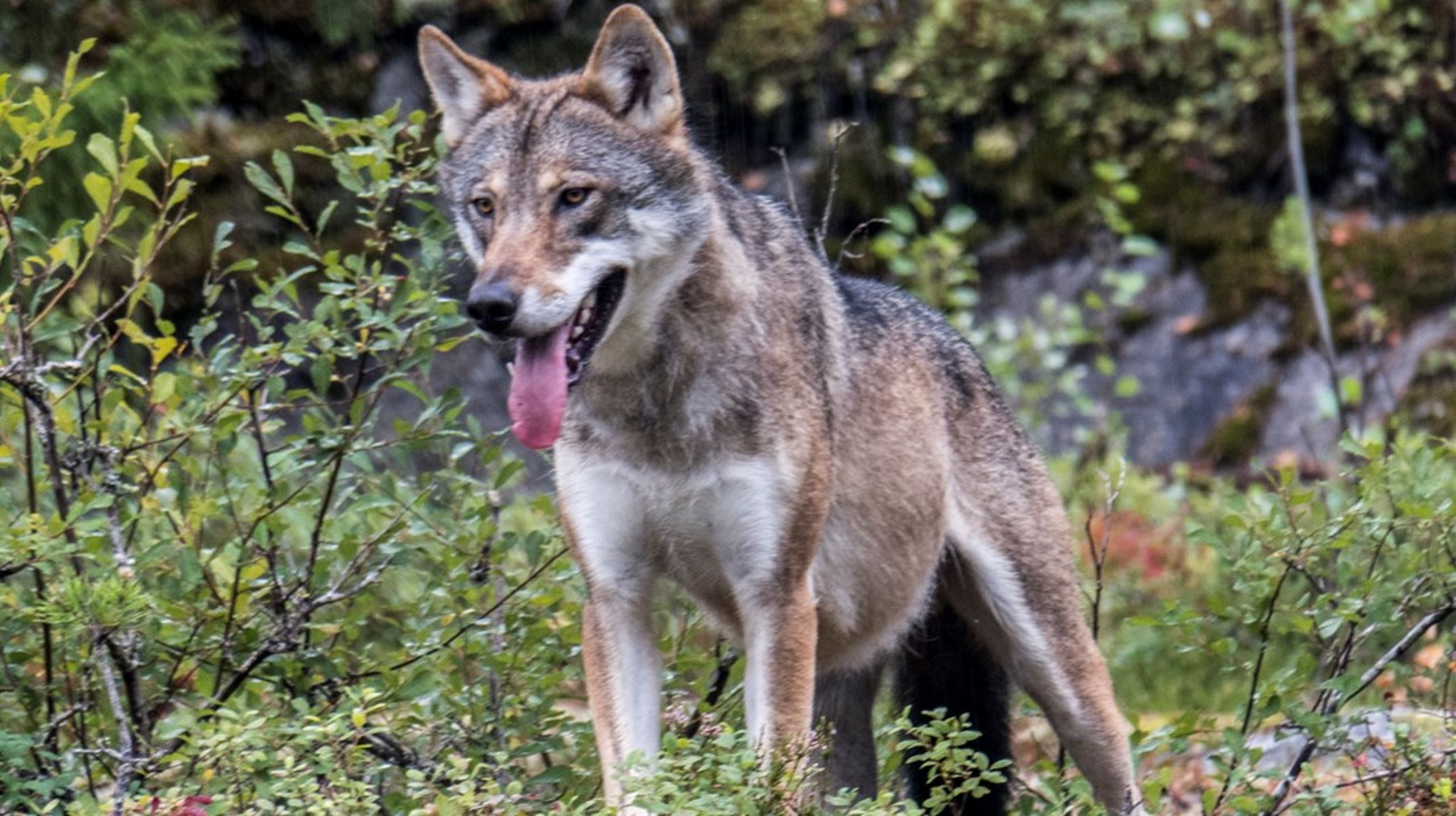 Anslag tilsier at det kan være opp mot 20.000 ulv i Europa. Her er en som lever i Bjørneparken i Norge.