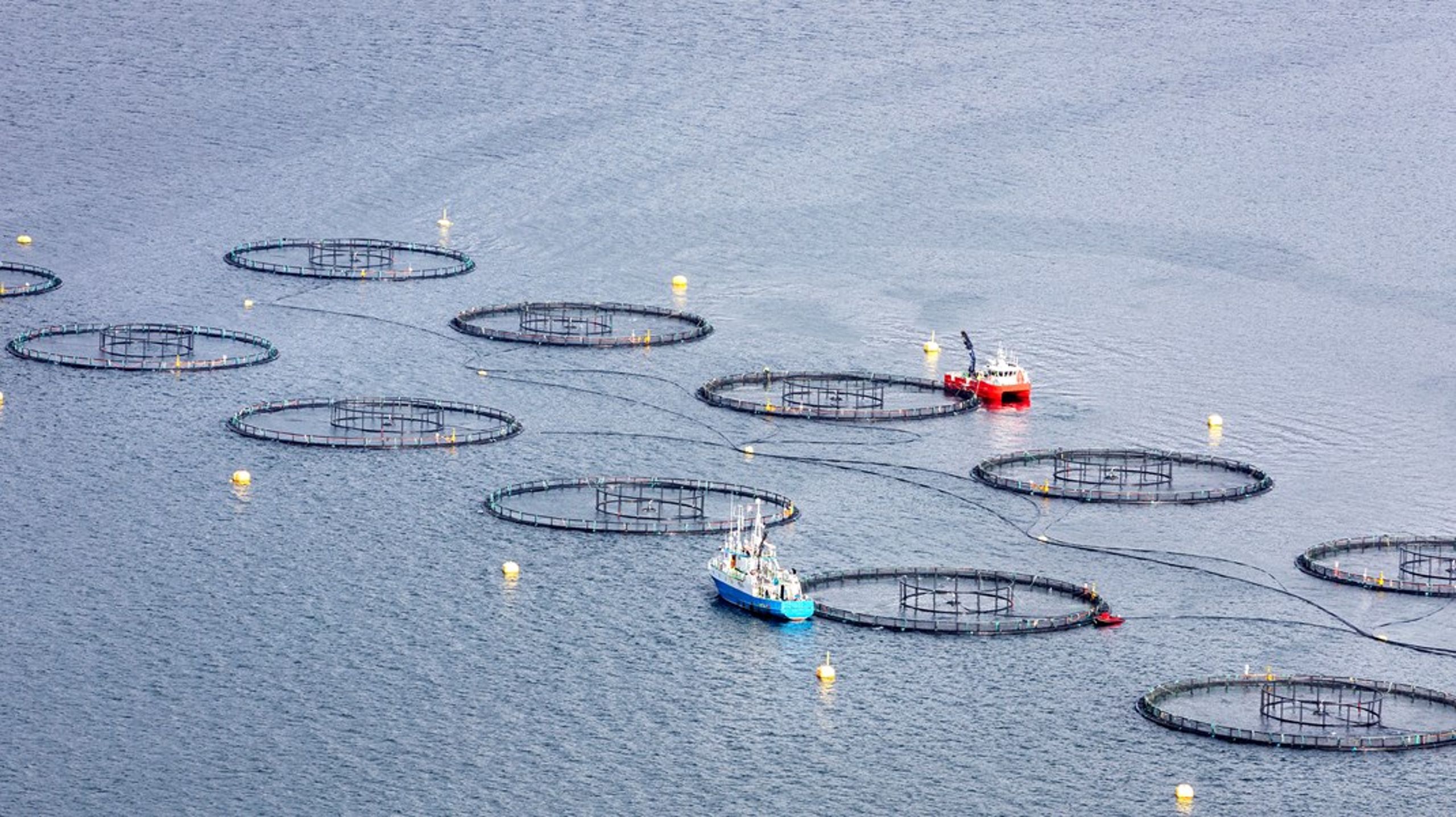 Fiskerinæringen vies god plass når Naturrisikoutvalget skal vurdere hvordan naturtap kan påvirke norske næringer og myndigheter.