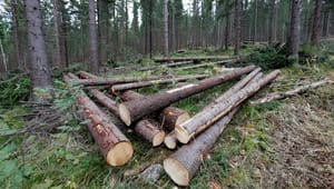 Skogeier: Å forvalte skog er en balanse mellom mange interesser