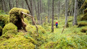 Med regjeringens budsjett tar det over 30 år å nå vernemål om skog. – Uakseptabelt, sier SV 