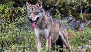 Ulveboom i Europa: Nå vil EU redusere dyrets beskyttelse