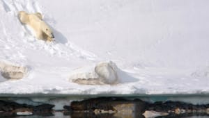 Innstramming for svalbard-turister – det kan bli strengere forbud mot å «lokke til seg» isbjørn