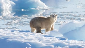 Grønt overblikk uke 20: Isbjørnen skal få være mer i fred og fuglene slipper drone-mas