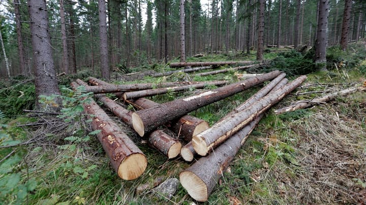 Skogeier: Å forvalte skog er en balanse mellom mange interesser