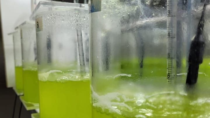 NIVA-forskere: Mikroalger er det grønne skiftets superråstoff 
