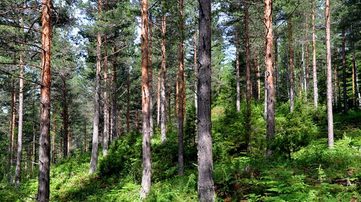 Sosialantropolog skal lede samarbeidsprosjekt om norsk skog