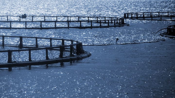 Fiskehelserapporten: Ny rekord i dødelighet